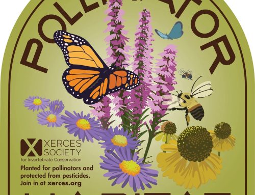 Our Journey into Conservation and Stewardship