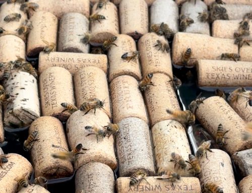 Uncorking a new idea: Early winery hopes for a honey of a product next summer